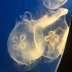 Meet your Posher, Grace